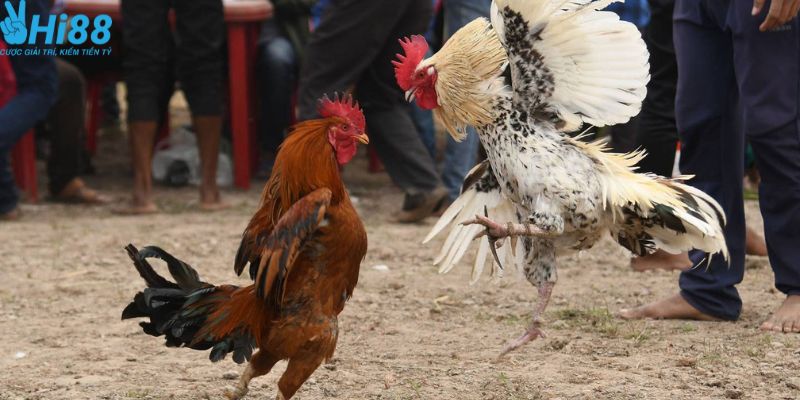 Cá cược đá gà mang đến nhiều lợi nhuận lớn