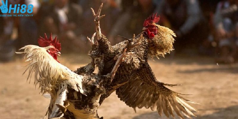 Đặt cược đá gà Campuchia online cực đơn giản