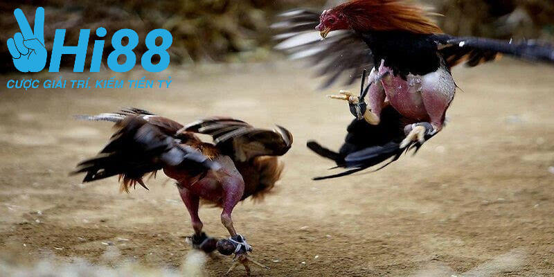 Hi88 đảm bảo an toàn cho bet thủ cược đá gà