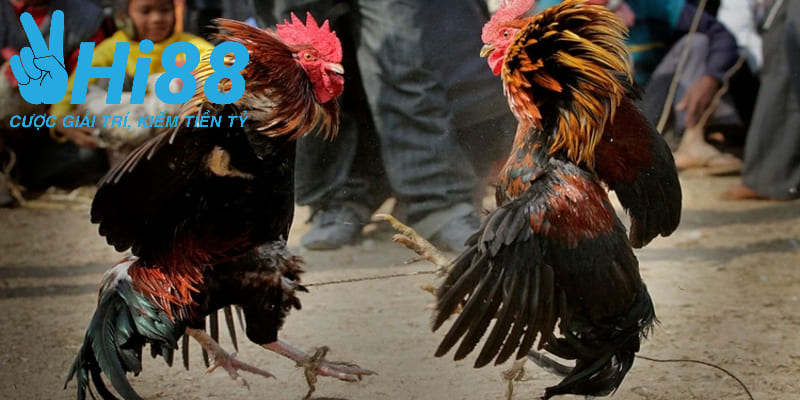 Người chơi cần nắm rõ kinh nghiệm chơi đá gà tre trực tiếp 