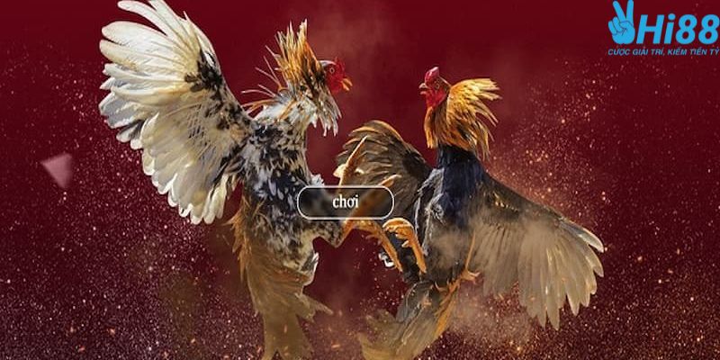 Cách xem đá gà online trên điện thoại và cá độ tại Hi88 