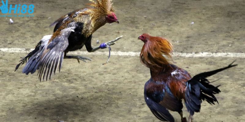 Soi kèo trước khi xuống tiền cược chọi gà 