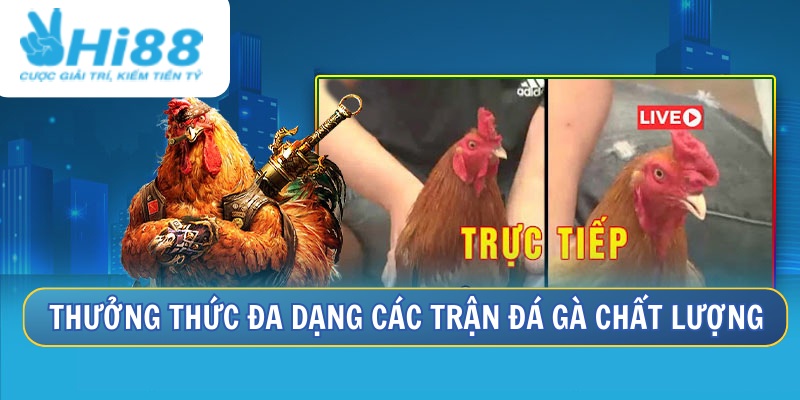 Thưởng thức đa dạng các trận chọi kê chuyên nghiệp