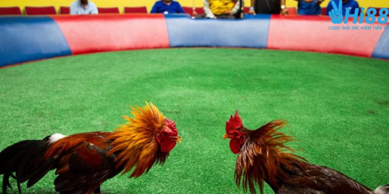 Các hình thức đá gà trực tiếp Campuchia ngày hôm nay